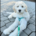Goldendoodle puppies