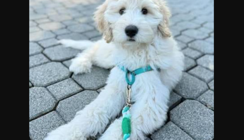 Goldendoodle puppies