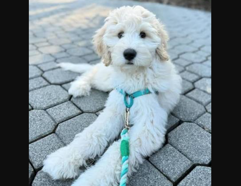 Goldendoodle puppies